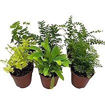 お買い得！　シダ植物7点セット Amazon.co.jp: BubbleBlooms シダバラエティ詰め合わせ 6種類の